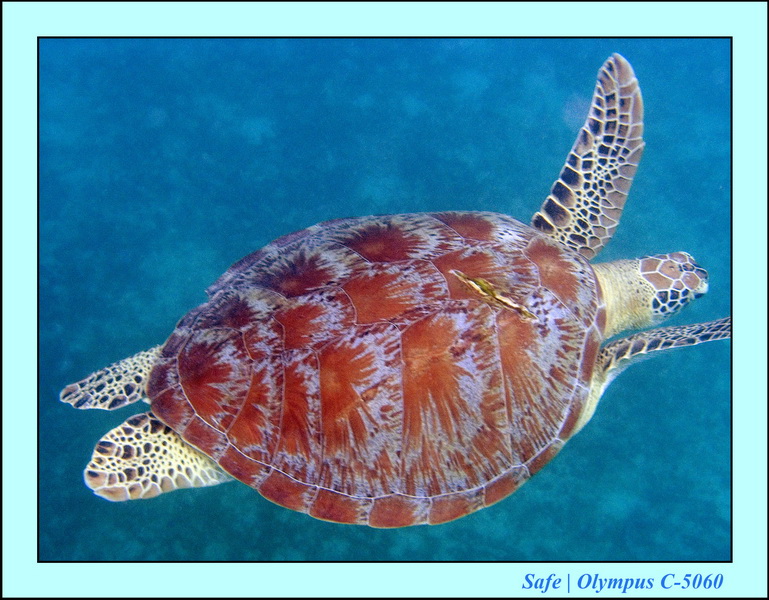 2006 - 07 - Perhentian - Plongee 29